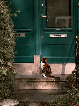 Illustration de l'article : 10 indices prouvant que les portes fermées sont de véritables défis pour les chats 