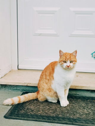Illustration de l'article : 10 indices prouvant que les portes fermées sont de véritables défis pour les chats 