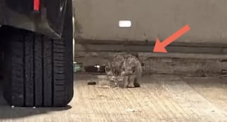 Illustration de l'article : Trouvée dans un garage inondé, cette jeune chatte apprend peu à peu à faire confiance et à aimer à nouveau