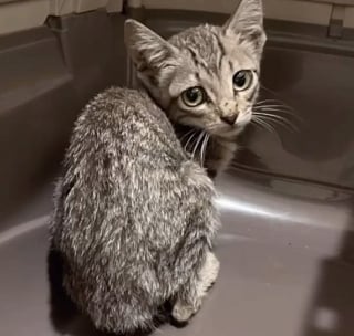 Illustration de l'article : Trouvée dans un garage inondé, cette jeune chatte apprend peu à peu à faire confiance et à aimer à nouveau