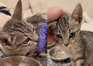Illustration de l'article : Trouvée dans un garage inondé, cette jeune chatte apprend peu à peu à faire confiance et à aimer à nouveau
