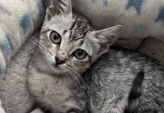 Illustration de l'article : Trouvée dans un garage inondé, cette jeune chatte apprend peu à peu à faire confiance et à aimer à nouveau