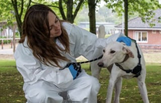Illustration de l'article : Attaché sans eau ni nourriture en plein soleil, ce chien survit grâce à l’intervention d’un passant et d’une association