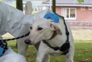 Illustration de l'article : Attaché sans eau ni nourriture en plein soleil, ce chien survit grâce à l’intervention d’un passant et d’une association