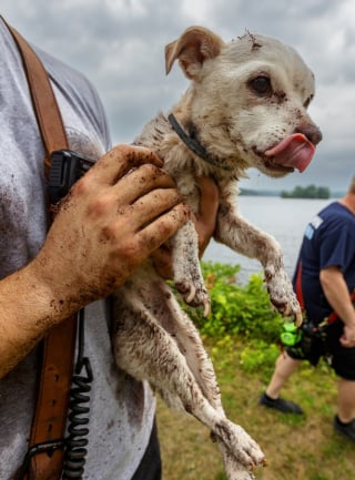 Illustration de l'article : "On pensait ne plus jamais le revoir", un pêcheur en kayak entend des aboiements étouffés et sauve un chien pris au piège dans un lac