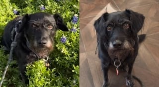 Illustration de l'article : Le chien d'un influenceur culinaire disparaît lors du vol de sa voiture avant des retrouvailles inespérées au bout d'une semaine d'angoisse