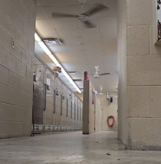 Illustration de l'article : Aucune clôture ne résiste à ce chien, devenu expert de l’évasion dans son refuge (vidéo) 
