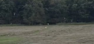 Illustration de l'article : Un Golden Retriever se rend tous les soirs près de la croix rendant hommage à son « meilleur ami » disparu il y a des années