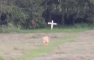 Illustration de l'article : Un Golden Retriever se rend tous les soirs près de la croix rendant hommage à son « meilleur ami » disparu il y a des années