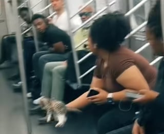 Illustration de l'article : Repérée errante dans le métro, cette chatte reçoit l’aide d’une femme ne pouvant se résoudre à la laisser seule (vidéo)