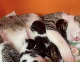 Illustration de l'article : Repérée par des habitants en train d’errer près des poubelles d’un immeuble, cette chatte gestante a été secourue in-extremis