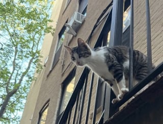 Illustration de l'article : Repérée par des habitants en train d’errer près des poubelles d’un immeuble, cette chatte gestante a été secourue in-extremis