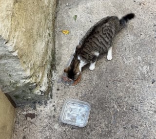 Illustration de l'article : Repérée par des habitants en train d’errer près des poubelles d’un immeuble, cette chatte gestante a été secourue in-extremis