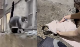 Illustration de l'article : Repérée par des habitants en train d’errer près des poubelles d’un immeuble, cette chatte gestante a été secourue in-extremis