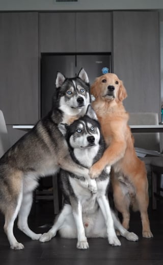 Illustration de l'article : Un propriétaire de 4 chiens filme son réveil chaotique, mais joyeux, avec ses boules de poils (vidéo) 