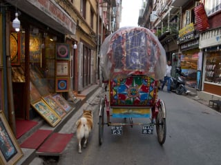 Illustration de l'article : Ce chien ravit les touristes au Népal en accompagnant son maître, conducteur de pousse-pousse