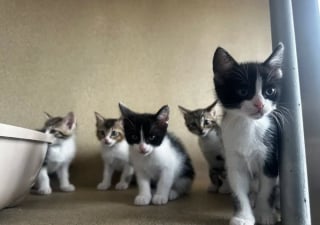 Illustration de l'article : 2 mères chattes et leurs 9 petits quittent la rue, un refuge leur offre une vie rêvée