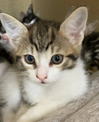 Illustration de l'article : 2 mères chattes et leurs 9 petits quittent la rue, un refuge leur offre une vie rêvée
