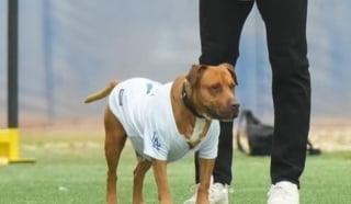 Illustration de l'article : Un chien adopté dans un refuge par une vedette de baseball fait fuir des cambrioleurs grâce à ses aboiements