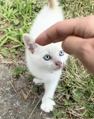 Illustration de l'article : Blessé mais plein d’espoir, un chaton errant court vers une inconnue pour trouver de l’aide et prendre un nouveau départ (vidéo)