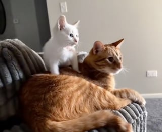 Illustration de l'article : Blessé mais plein d’espoir, un chaton errant court vers une inconnue pour trouver de l’aide et prendre un nouveau départ (vidéo)