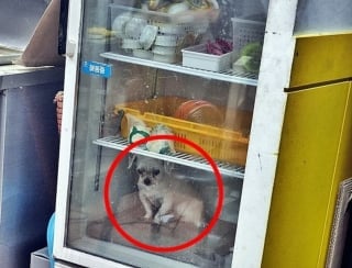 Illustration de l'article : Une chienne séniore enfermée dans un réfrigérateur par sa propriétaire restauratrice pour "la protéger de la chaleur", des associations réagissent