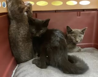 Illustration de l'article : In extremis, des ouvriers du bâtiment sauvent trois chatons au milieu des ordures sur un chantier et changent leur destin (vidéo)