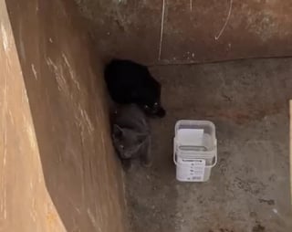 Illustration de l'article : In extremis, des ouvriers du bâtiment sauvent trois chatons au milieu des ordures sur un chantier et changent leur destin (vidéo)