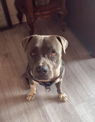 Illustration de l'article : Il suit un chien traînant sa laisse dans un parc, trouve 2 personnes inconscientes et décide de garder l'animal le temps qu'elles se rétablissent