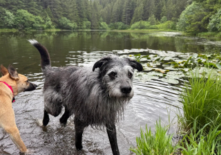 Illustration de l'article : Face au physique atypique de son chien, une femme découvre un mélange surprenant grâce à un test ADN