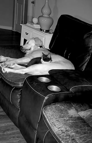 Illustration de l'article : Un chaton sauvé d'une vie d'errance et de solitude crée une routine touchante avec son nouveau meilleur ami canin (vidéo)