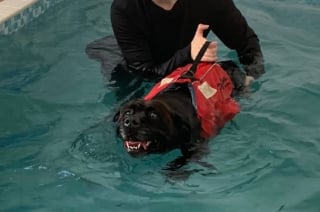 Illustration de l'article : Le chien d’un homme sans famille se retrouve seul après son décès, les habitants de son île le prennent sous leur aile