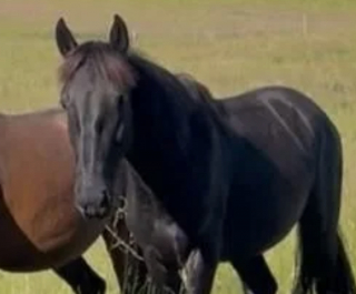 Illustration de l'article : Les habitants de ce village se mobilisent massivement pour retrouver Tonio, un cheval disparu pleuré par sa jeune maîtresse (vidéo)