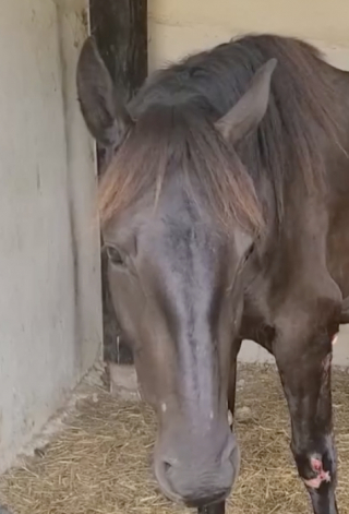 Illustration de l'article : Les habitants de ce village se mobilisent massivement pour retrouver Tonio, un cheval disparu pleuré par sa jeune maîtresse (vidéo)