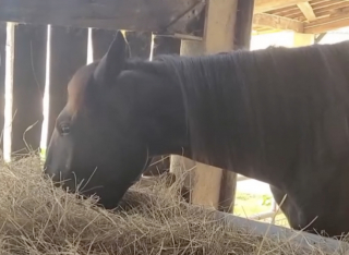 Illustration de l'article : Les habitants de ce village se mobilisent massivement pour retrouver Tonio, un cheval disparu pleuré par sa jeune maîtresse (vidéo)