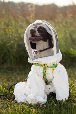 Illustration de l'article : Après une longue carrière dans la police, cette chienne se consacre désormais à protéger les abeilles contre une maladie dévastatrice