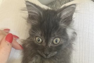 Illustration de l'article : Ces 2 chatons n’appartiennent pas à la même portée mais sont pourtant liés pour toujours en se soutenant dans les moments difficiles 