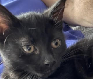Illustration de l'article : Ces 2 chatons n’appartiennent pas à la même portée mais sont pourtant liés pour toujours en se soutenant dans les moments difficiles 