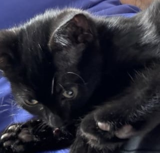 Illustration de l'article : Ces 2 chatons n’appartiennent pas à la même portée mais sont pourtant liés pour toujours en se soutenant dans les moments difficiles 