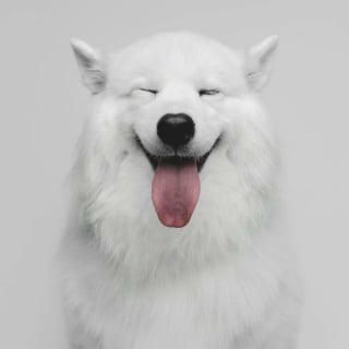Illustration de l'article : 15 magnifiques portraits de chiens immortalisés par un photographe animalier primé