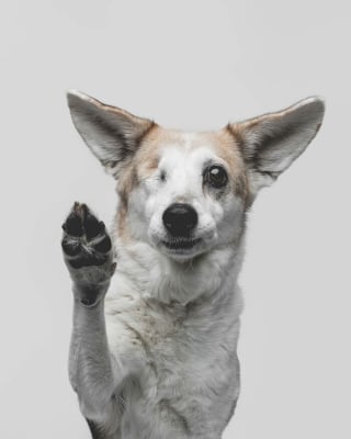 Illustration de l'article : 15 magnifiques portraits de chiens immortalisés par un photographe animalier primé