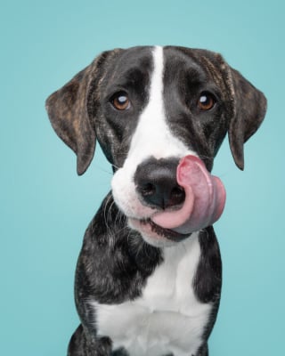 Illustration de l'article : 15 magnifiques portraits de chiens immortalisés par un photographe animalier primé