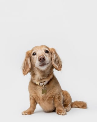 Illustration de l'article : 15 magnifiques portraits de chiens immortalisés par un photographe animalier primé