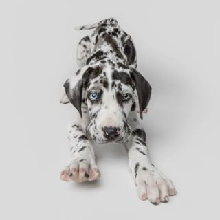 Illustration de l'article : 15 magnifiques portraits de chiens immortalisés par un photographe animalier primé