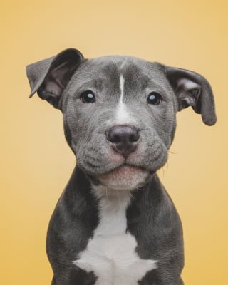 Illustration de l'article : 15 magnifiques portraits de chiens immortalisés par un photographe animalier primé