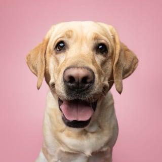 Illustration de l'article : 15 magnifiques portraits de chiens immortalisés par un photographe animalier primé