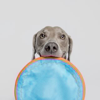 Illustration de l'article : 15 magnifiques portraits de chiens immortalisés par un photographe animalier primé