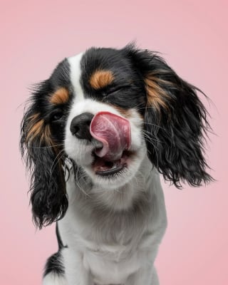 Illustration de l'article : 15 magnifiques portraits de chiens immortalisés par un photographe animalier primé