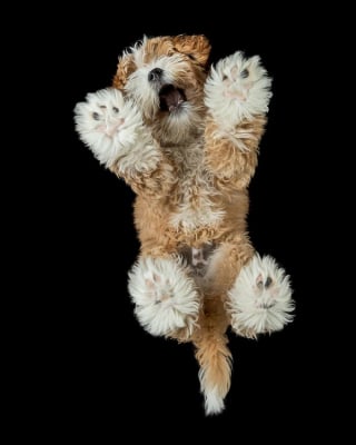 Illustration de l'article : 15 magnifiques portraits de chiens immortalisés par un photographe animalier primé