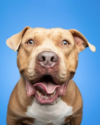 Illustration de l'article : 15 magnifiques portraits de chiens immortalisés par un photographe animalier primé